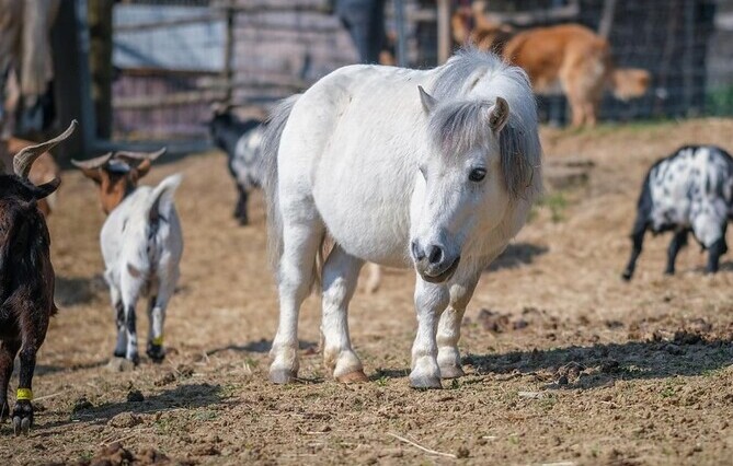 SÉRIE « JUSTICE ET MÉDIATION ANIMALE » (2). Quand des animaux de ferme au passé difficile aident les détenus à se réinsérer